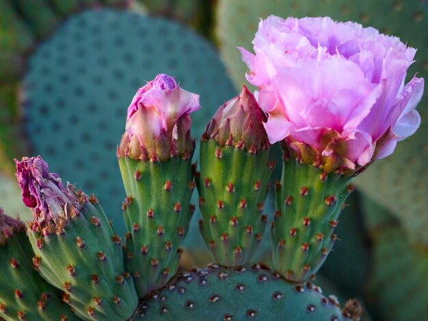 写真 ピンクのカクタスの花のクローズアップ