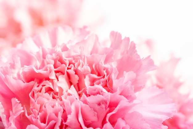 Фото Близкий план розового цветка гвоздики