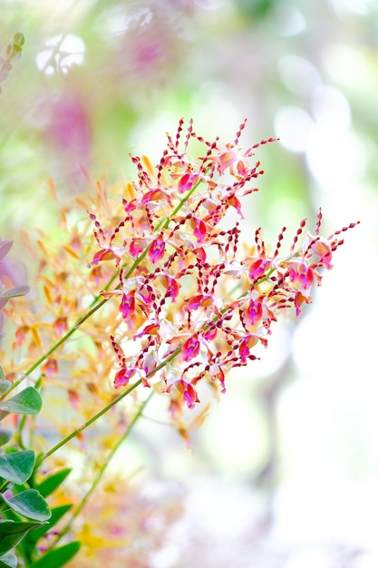 写真 木のピンクの桜の花のクローズアップ