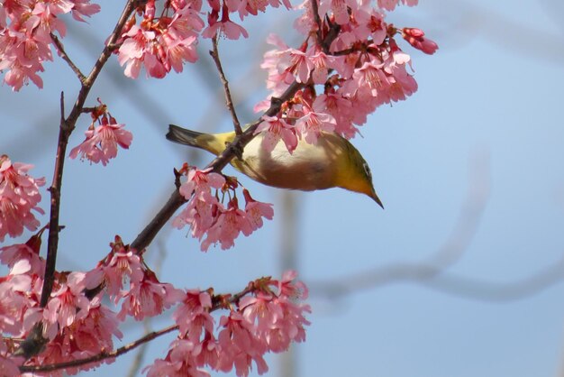 写真 天空を背景にピンクの桜の木をクローズアップ