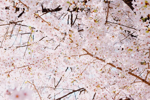 사진 분홍색 체리 꽃 나무 의 클로즈업