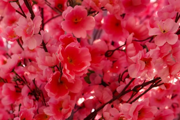 写真 ピンクの桜の花のクローズアップ