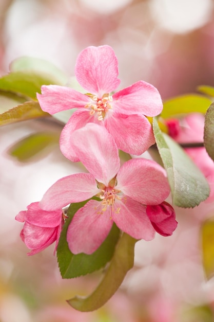 사진 분홍색 체리 꽃 의 클로즈업