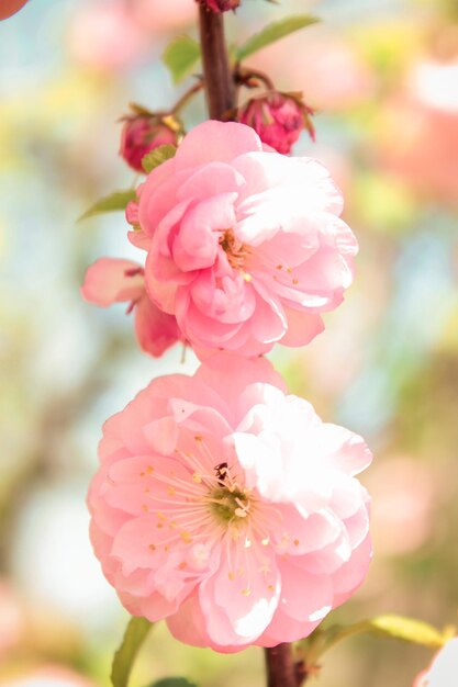 写真 ピンクの桜の花のクローズアップ