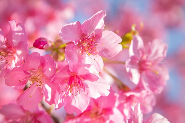 写真 ピンクの桜の花のクローズアップ