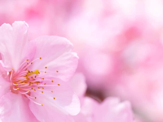 写真 ピンクの桜の花のクローズアップ