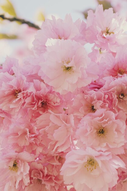 写真 ピンクの桜の花のクローズアップ