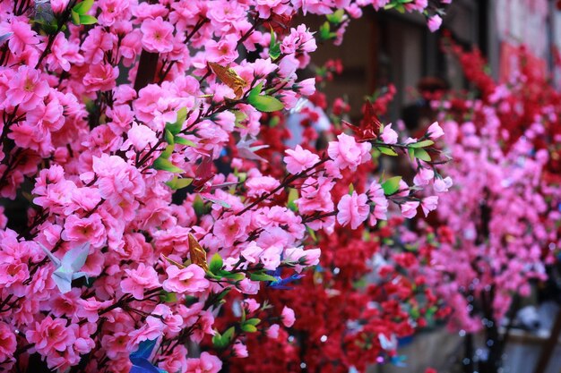 写真 春のピンクの桜の花のクローズアップ