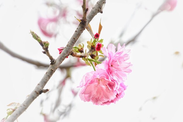 사진 봄 에 핑크색 체리 꽃 이 가까이 뜨는 모습
