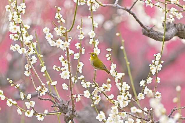 写真 春のピンクの桜の花のクローズアップ