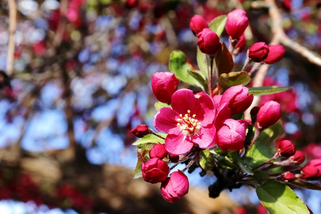写真 春のピンクの桜の花のクローズアップ