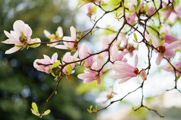 写真 春のピンクの桜の花のクローズアップ