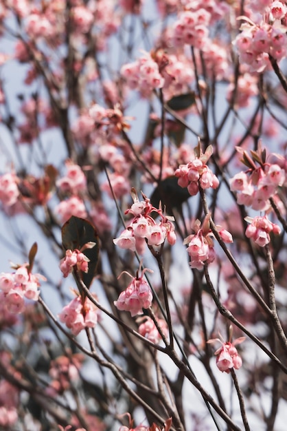 写真 春のピンクの桜の花のクローズアップ