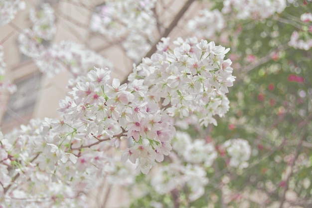 写真 春のピンクのチェリーの花のクローズアップ