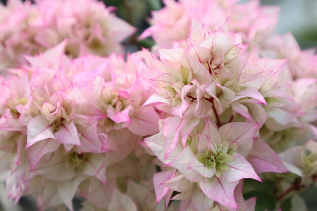 写真 ピンクの桜の花のクローズアップ