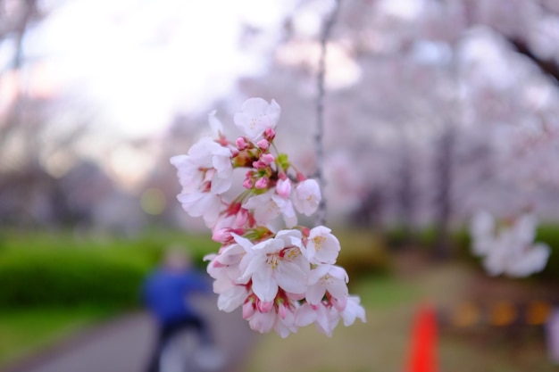 写真 ピンクの桜の花のクローズアップ