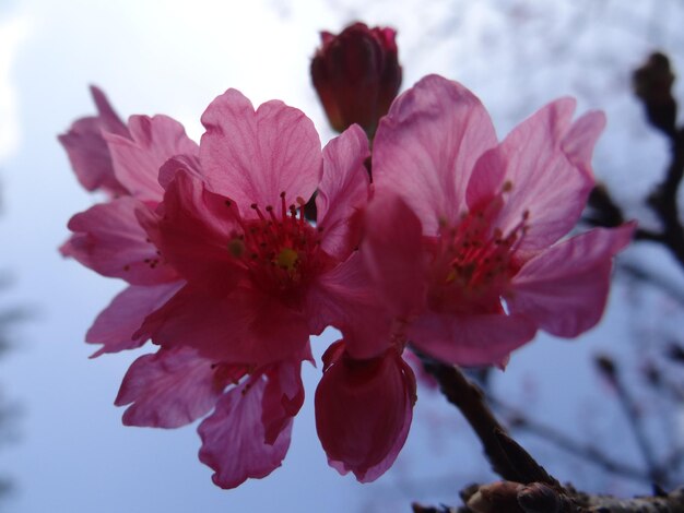 写真 ピンクの桜の花のクローズアップ