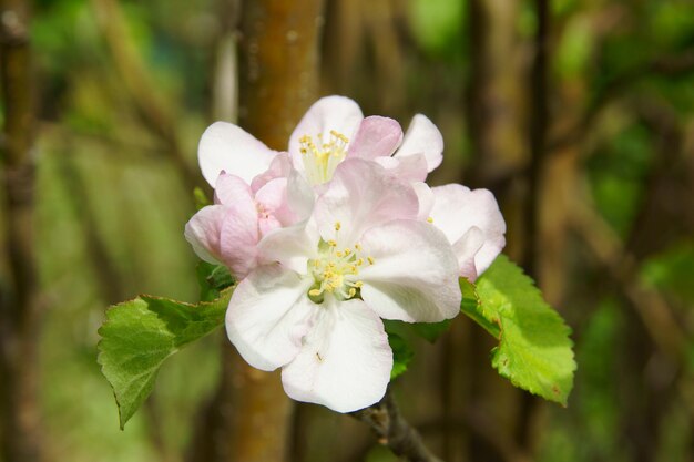 写真 ピンクの桜の花のクローズアップ