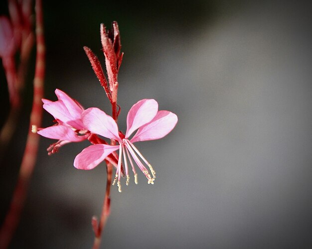 写真 ピンクの桜の花のクローズアップ