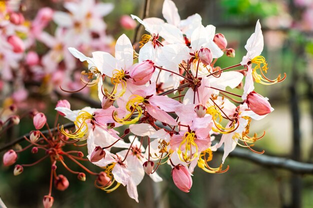 写真 ピンクの桜の花のクローズアップ