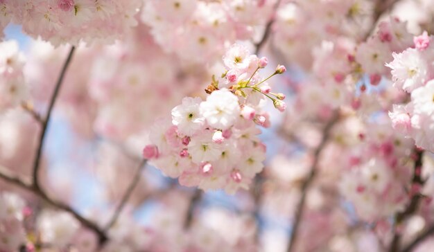 写真 ピンクの桜の花のクローズアップ