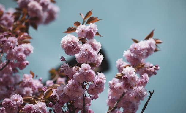 写真 ピンクのチェリーの花のクローズアップ