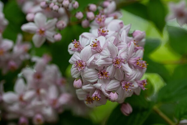 写真 ピンクの桜の花のクローズアップ