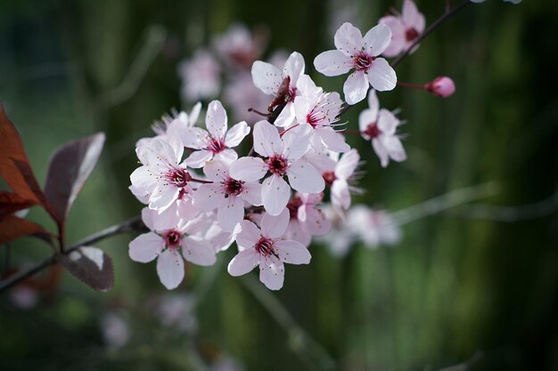 写真 ピンクの桜の花のクローズアップ