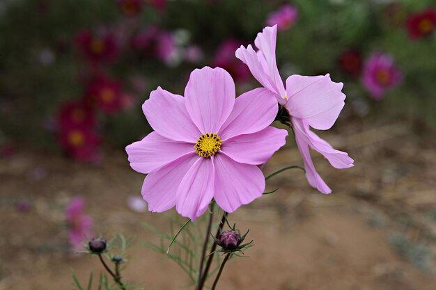 사진 핑크색 코스모스 꽃의 클로즈업