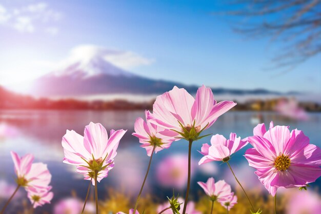 写真 湖を背景にピンクの宇宙の花のクローズアップ