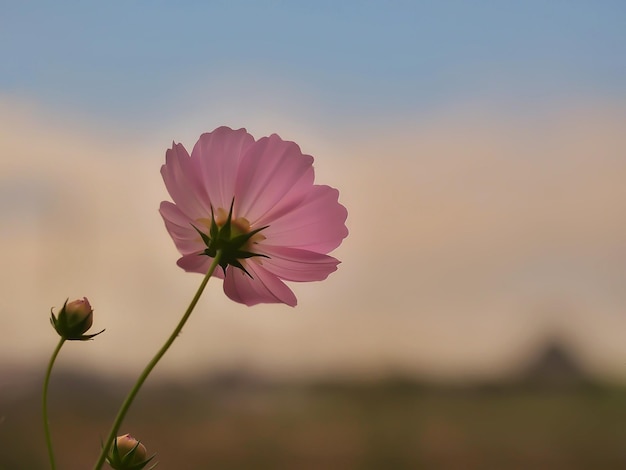 写真 空を背景にピンクの宇宙の花のクローズアップ