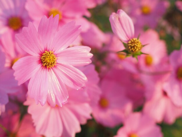 사진 핑크색 코스모스 꽃의 클로즈업