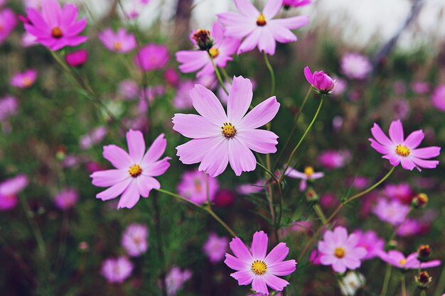 写真 ピンクの宇宙の花のクローズアップ