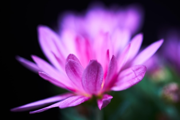 写真 ピンクのクロカス花のクローズアップ