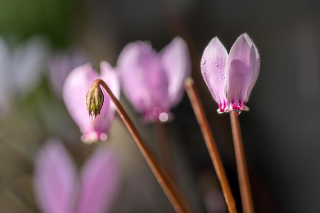 写真 ピンクのクロカスの花のクローズアップ