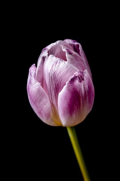 写真 黒い背景のピンクの花のクローズアップ