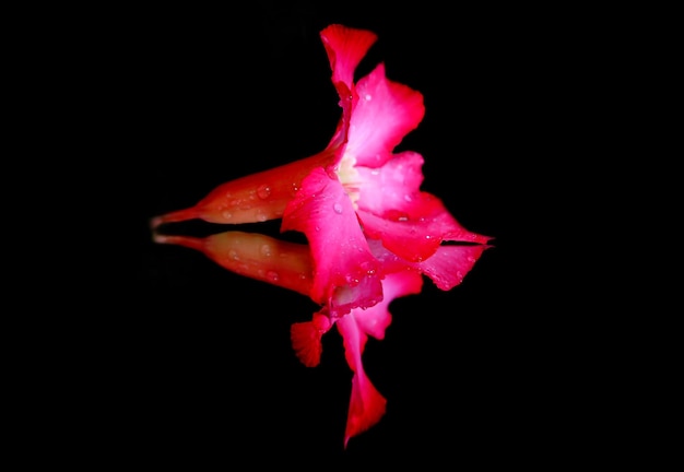 사진 검은 바탕 에 있는 분홍색 꽃 의 클로즈업