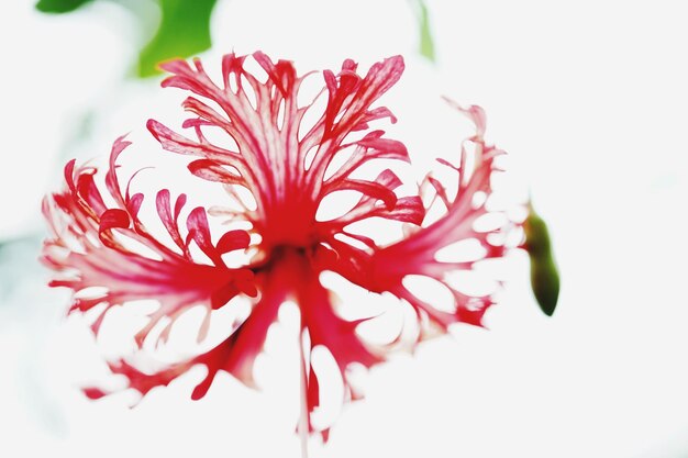 写真 白い背景のピンクの花のクローズアップ