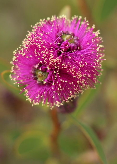 写真 外でいているピンクの花のクローズアップ