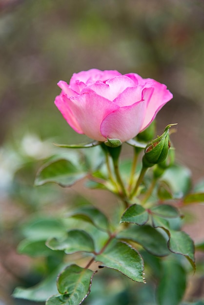 写真 外でいているピンクの花のクローズアップ