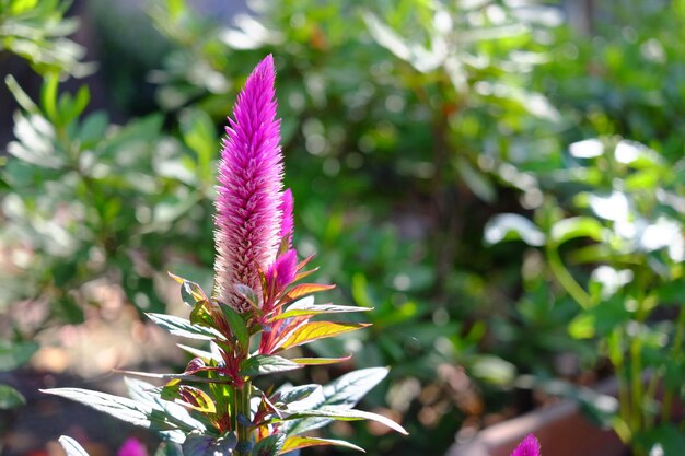 写真 外でいているピンクの花のクローズアップ