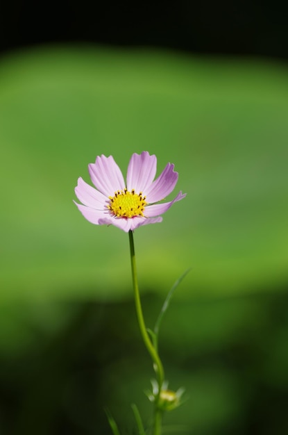 사진 야외 에서 꽃 이 피는 분홍색 꽃 의 클로즈업