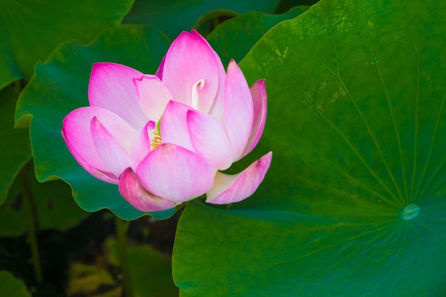 写真 外でいているピンクの花のクローズアップ