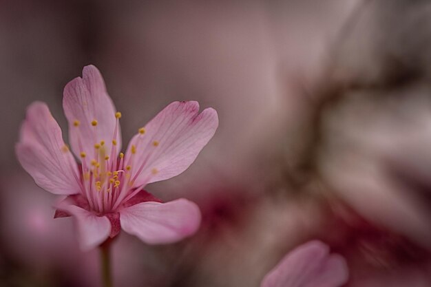 写真 外でいているピンクの花のクローズアップ