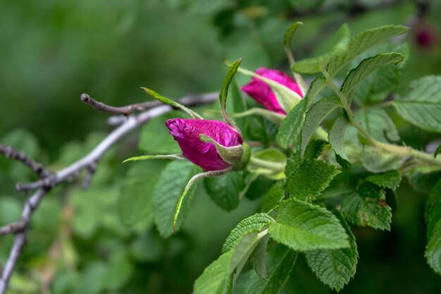 写真 外でいているピンクの花のクローズアップ