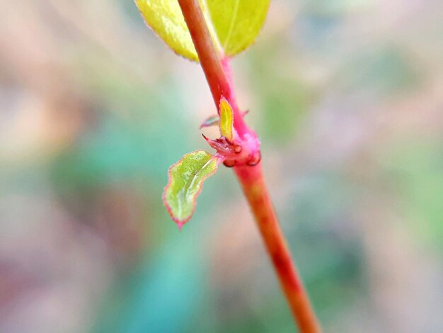 写真 ピンクの花の芽のクローズアップ