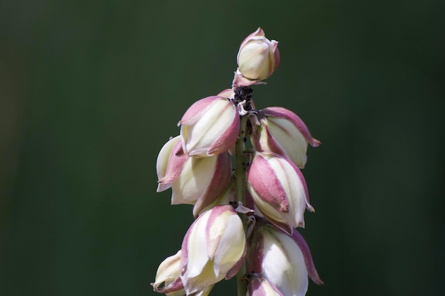 写真 ピンクの花の芽のクローズアップ