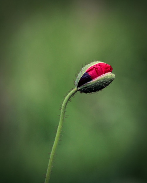 写真 ピンクの花のマクピーの芽のクローズアップ