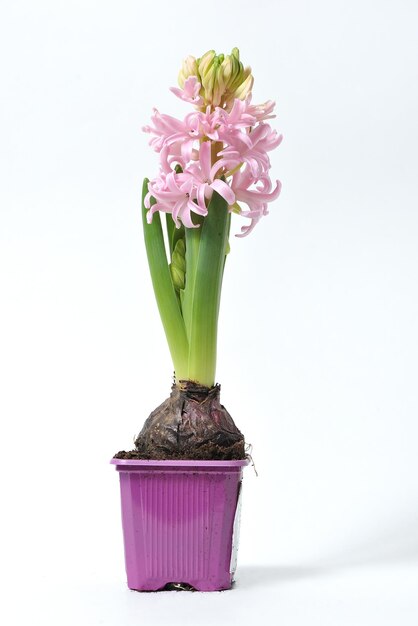 Фото Ближайший план розовой цветочной вазы на белом фоне
