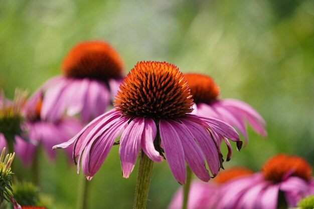 写真 ピンクの花のクローズアップ